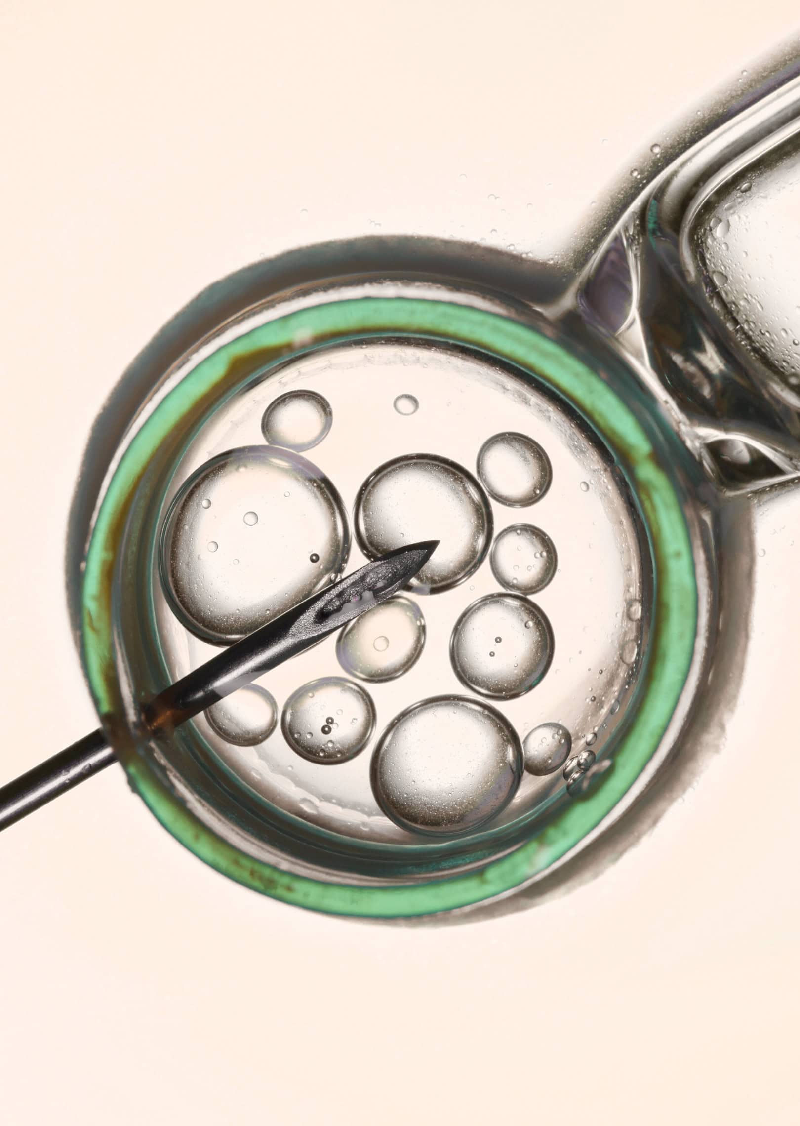 Mature eggs retrieved during IVF procedure under laboratory conditions