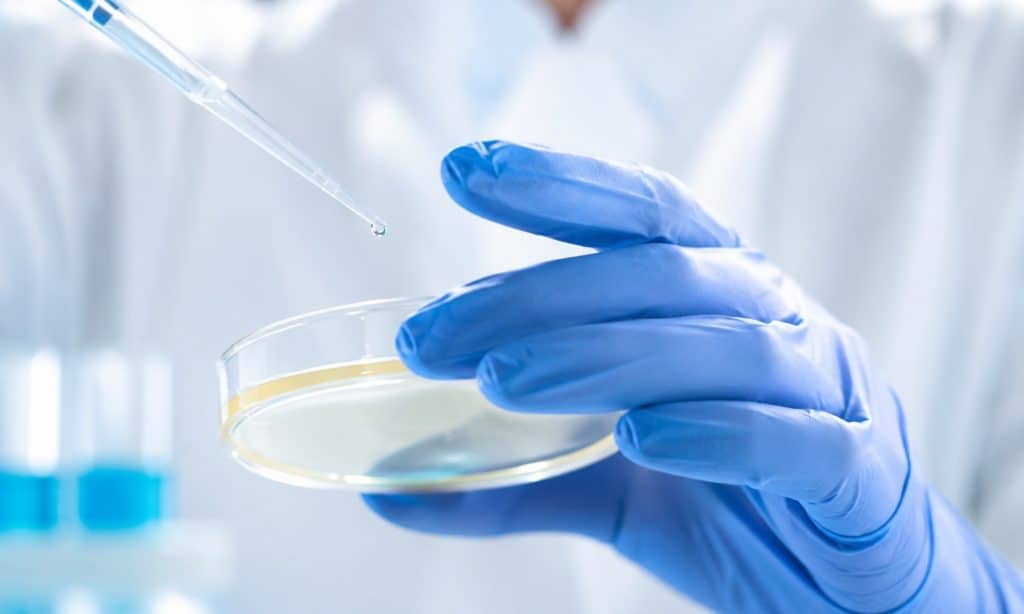 Laboratory professional using a pipette and petri dish during genetic screening procedures related to IVF at GenPrime Everlink.